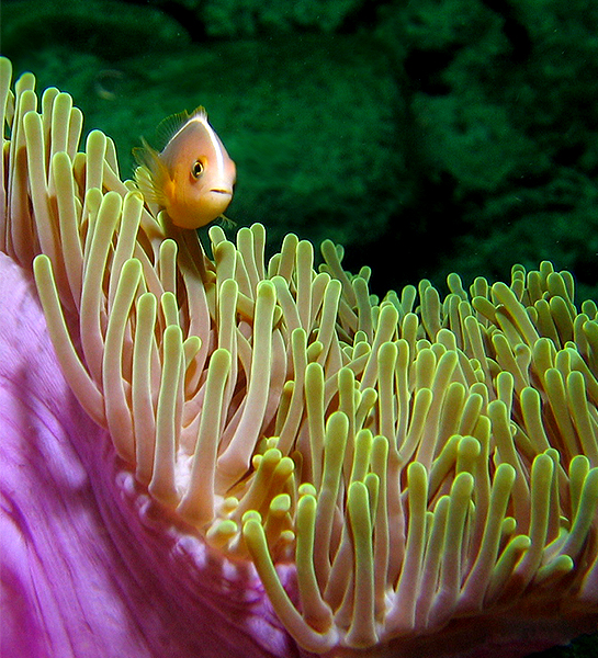 Pink Anemone fish